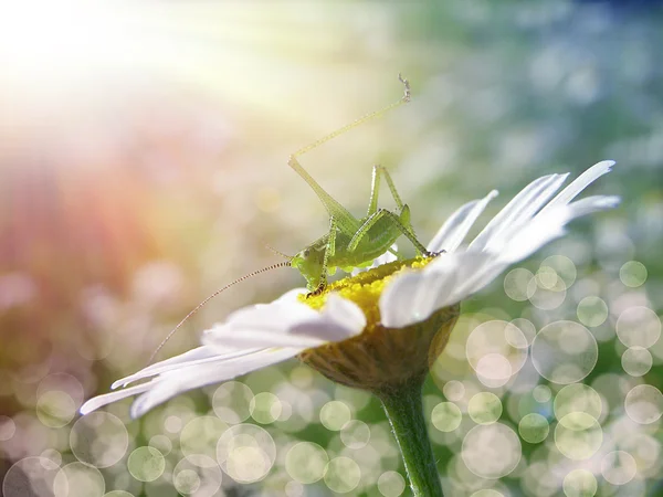 Daisy och gräshoppa — Stockfoto