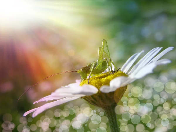 Daisy and grasshopper — Stock Photo, Image