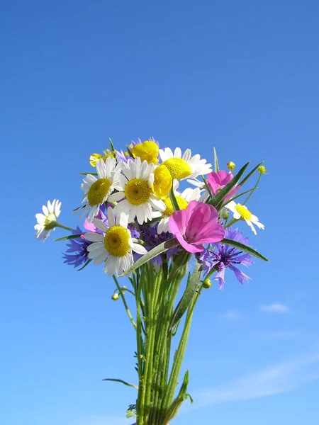 Vilda blommor bukett — Stockfoto