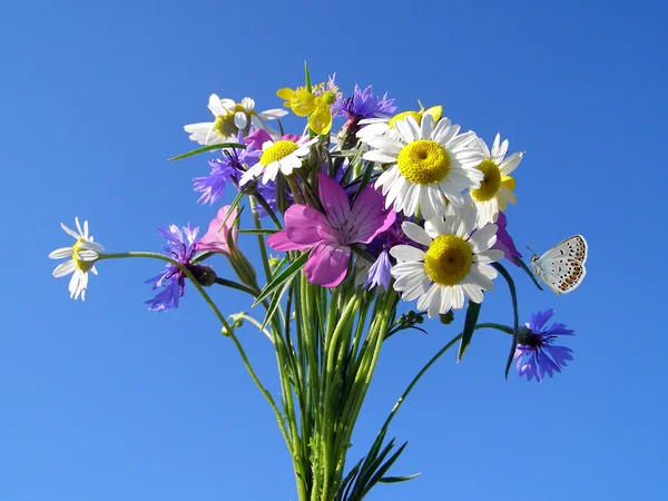 野生の花の花束 — ストック写真