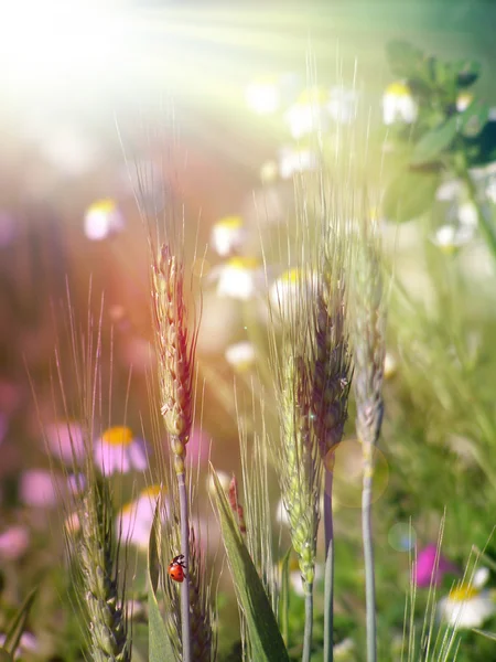 Пшеничні вуха під сонячним світлом — стокове фото