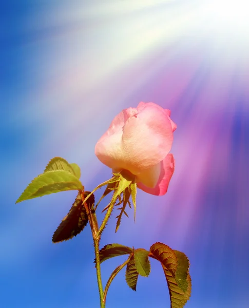 Wild rose under sun rays — Stock Photo, Image