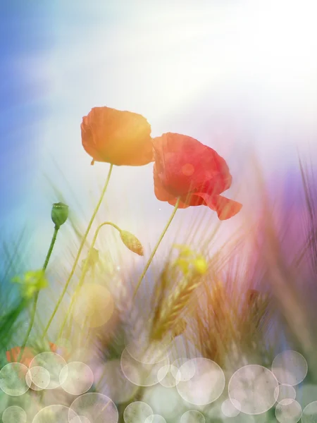 在太阳光下的红罂粟 — 图库照片