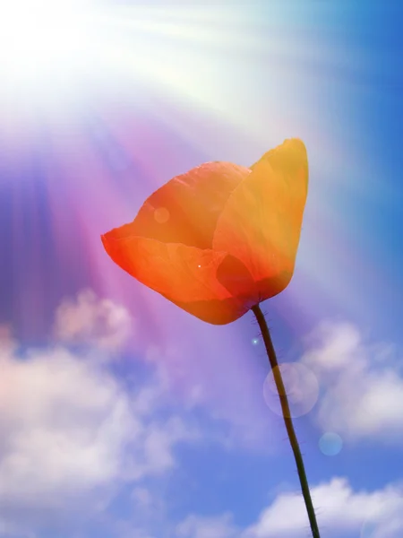 在太阳光下的红罂粟 — 图库照片