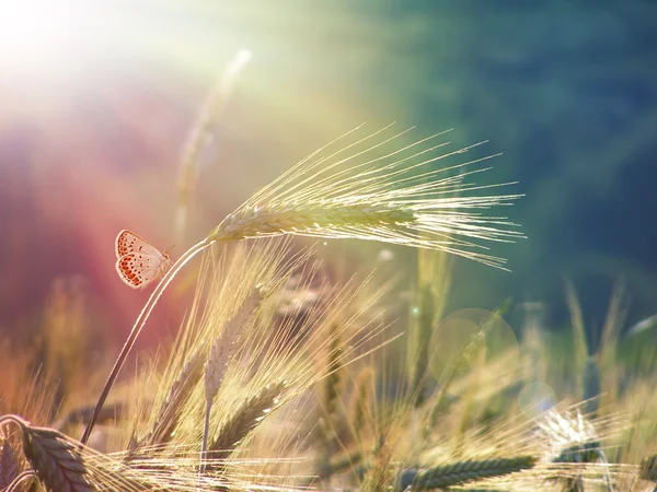 As orelhas de trigo sob a luz do sol — Fotografia de Stock