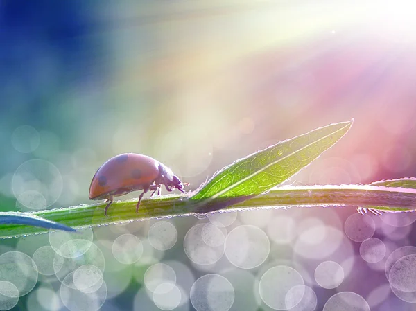 Uğur böceği güneş ışığı altında — Stok fotoğraf