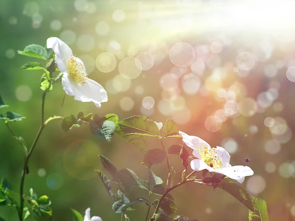 Flores de rosas blancas silvestres — Foto de Stock