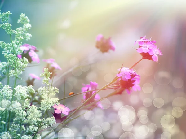 Pembe çiçekler güneş ışığı altında — Stok fotoğraf