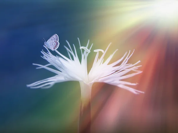 Drobny biały dziki kwiat w słońcu — Zdjęcie stockowe