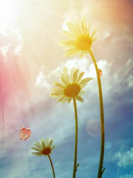 Gänseblümchen unter der Sonne — Stockfoto