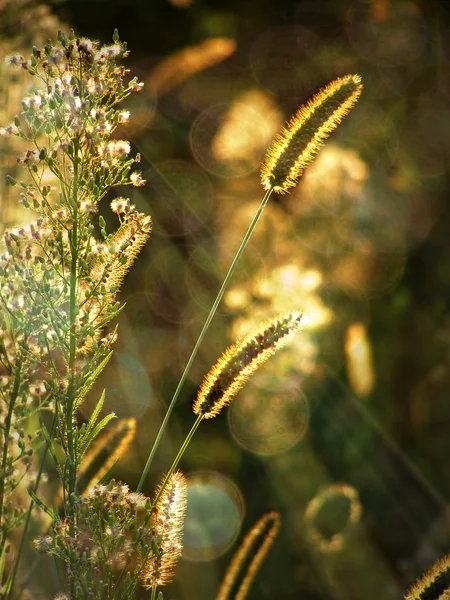 Darı saman güneş ışığı altında — Stok fotoğraf