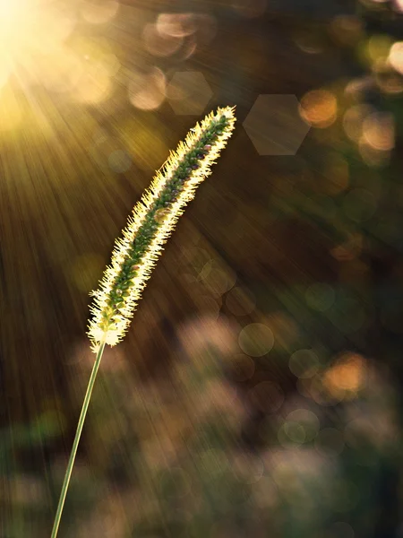 Paja de mijo bajo el sol — Foto de Stock