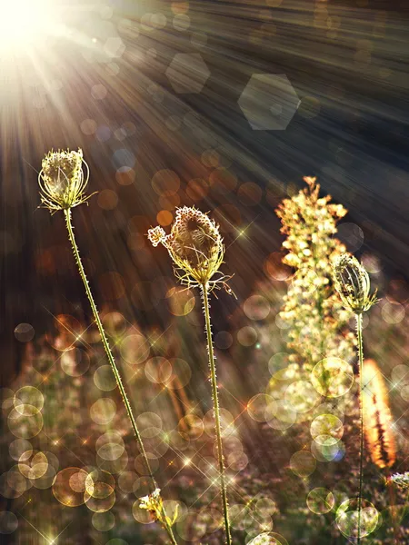Fleurs sauvages sous le soleil d'été — Photo