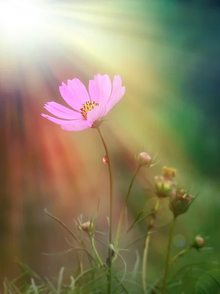 Růžový květ pod slunce — Stock fotografie