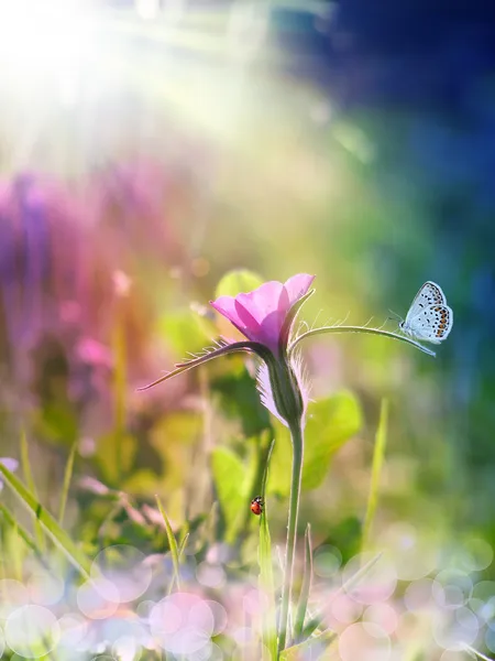 Дикий фиолетовый цветок под лучом солнца Стоковое Фото