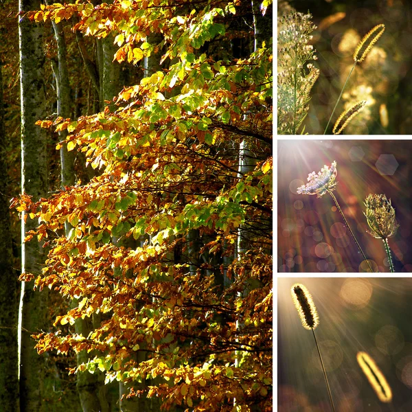 Herfst collage illustratie — Stockfoto