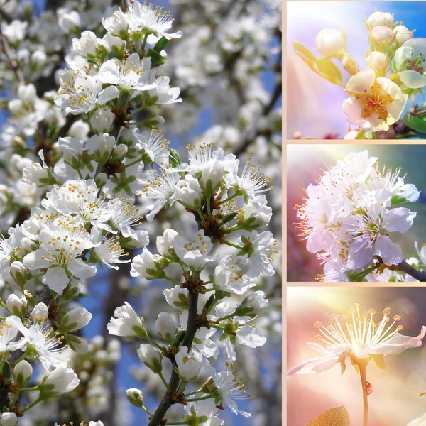 Jarní květinová koláž — Stock fotografie