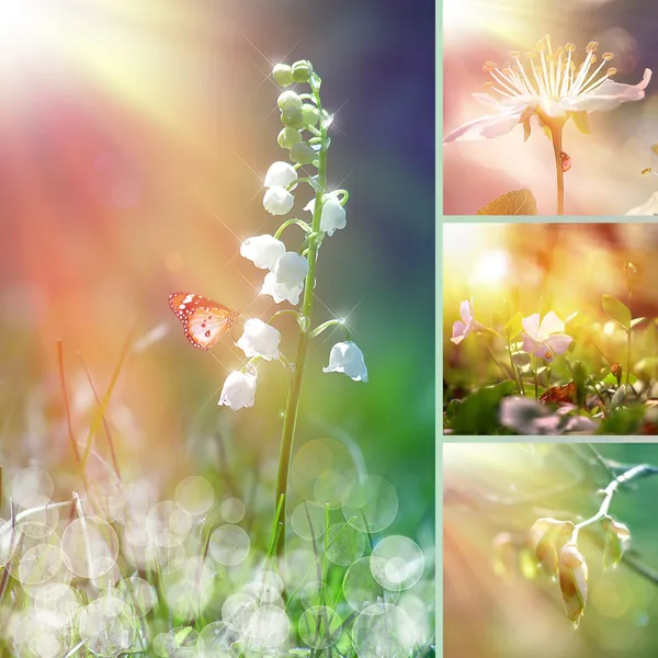 Våren blomma collage — Stockfoto