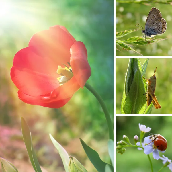 春の花のコラージュ — ストック写真