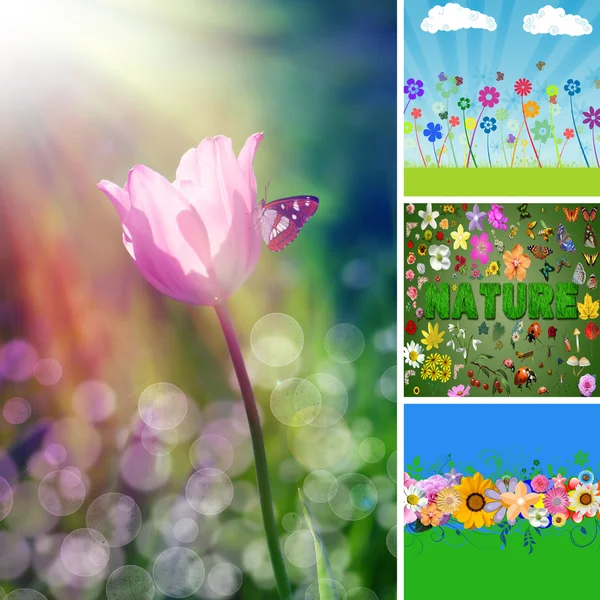 Collage fiore primavera — Foto Stock