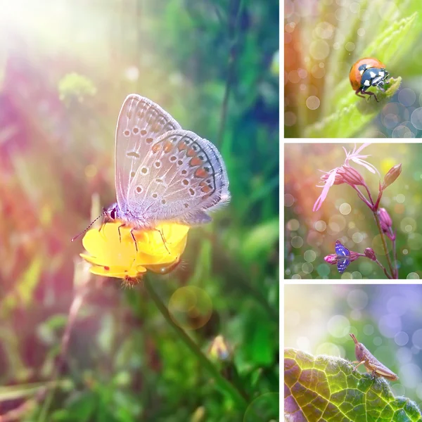 Zomer bloem collage — Stockfoto