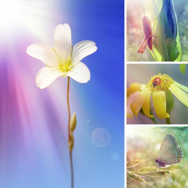 Collage estivo di fiori — Foto Stock