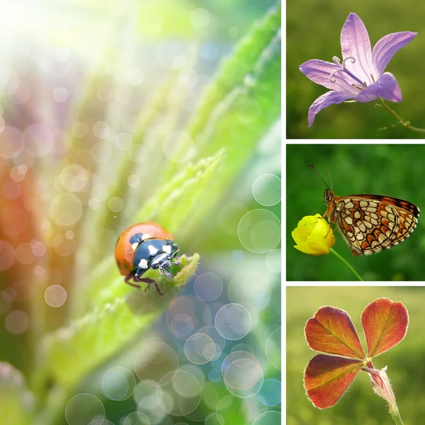 Sommerblumen-Collage — Stockfoto