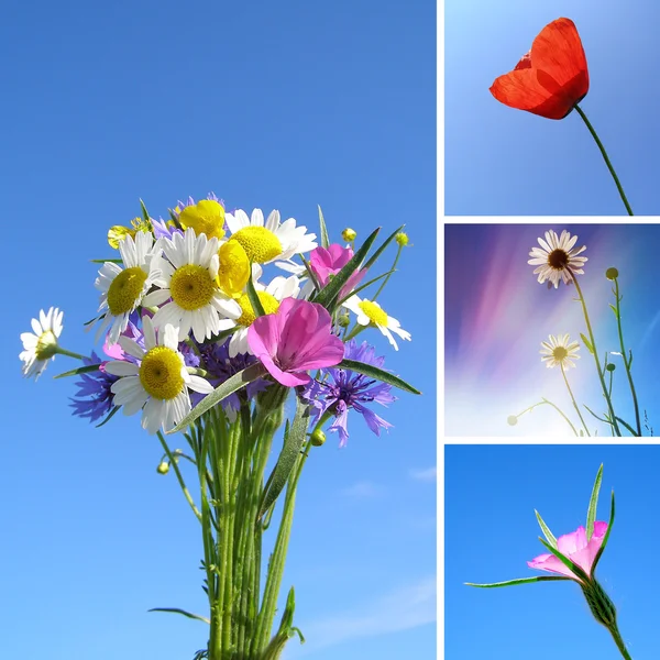 Collage estivo di fiori — Foto Stock