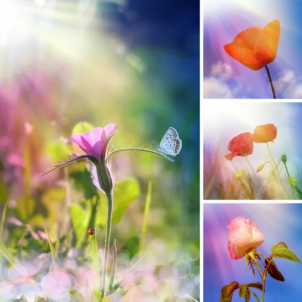 Sommar blomma collage — Stockfoto