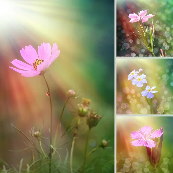夏の花のコラージュ — ストック写真