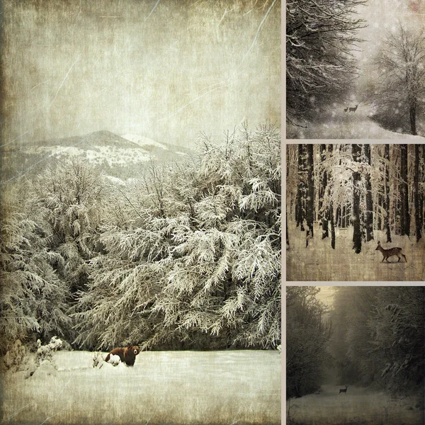 Foto-Collage des Winters — Stockfoto