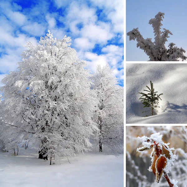 Särskilda fotokollage av vintern — Stockfoto
