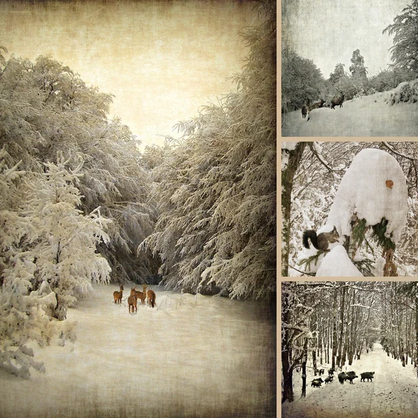 Konkretne Zdjęcie kolażu zimy — Zdjęcie stockowe