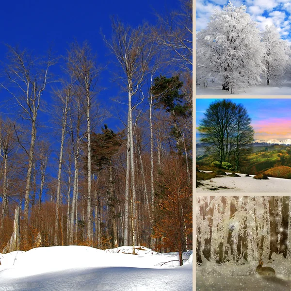 Collage photo spécifique de l'hiver — Photo
