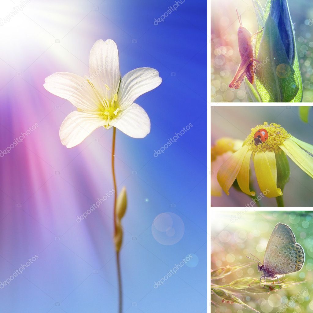 Summer flower collage