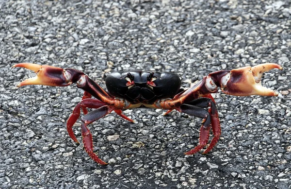 Attaquer le crabe — Photo