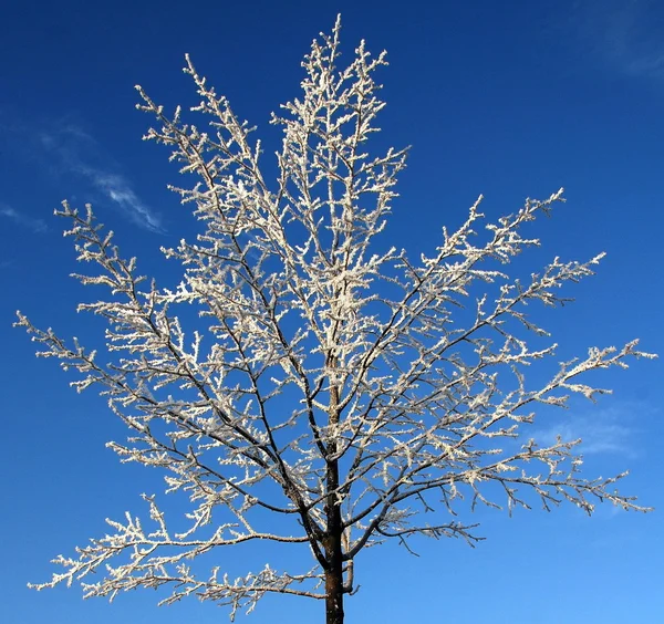 La cime des arbres en hiver — Photo