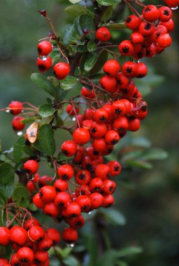 Red berries of the Firethorn after the rain clipart