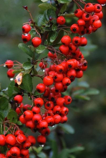 stock image Red berries of the Firethorn after the rain