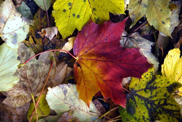 stock image Autumn Colors