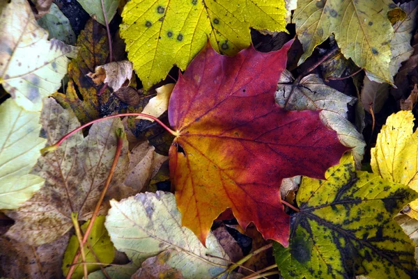 Осенние цвета Лицензионные Стоковые Изображения