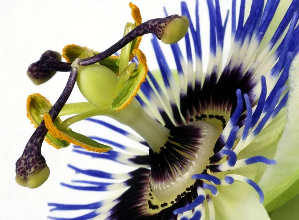 stock image Passion Flower
