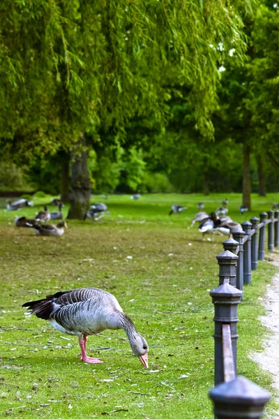 stock image Grazing goose