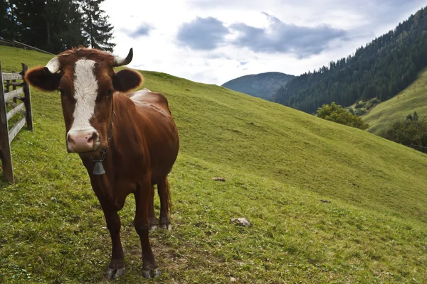 stock image Cow on the hill