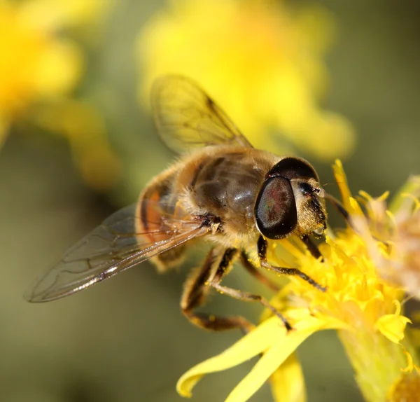 stock image Bee