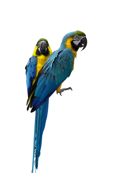 Ara papegojor Stockbild