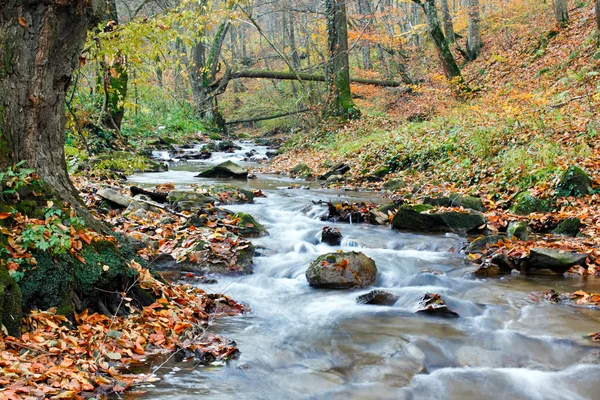 stock image Autumn season