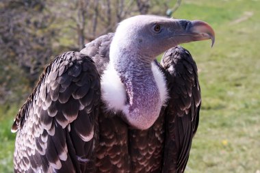 African eagle portrait somewhere in Brasov city. clipart