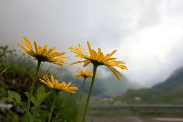 美丽的山花卉在 transfagarasan 谷 — 图库照片
