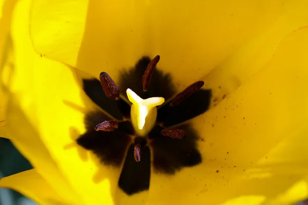 stock image Closeup scene with yellow tulip